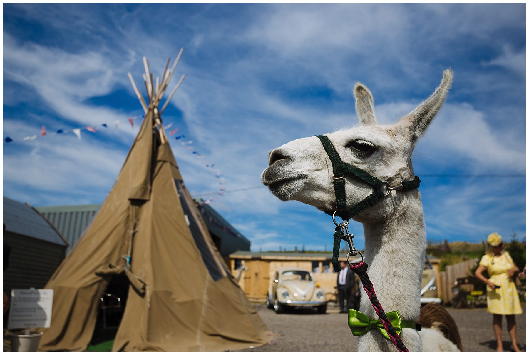 put a bow tie on a llama