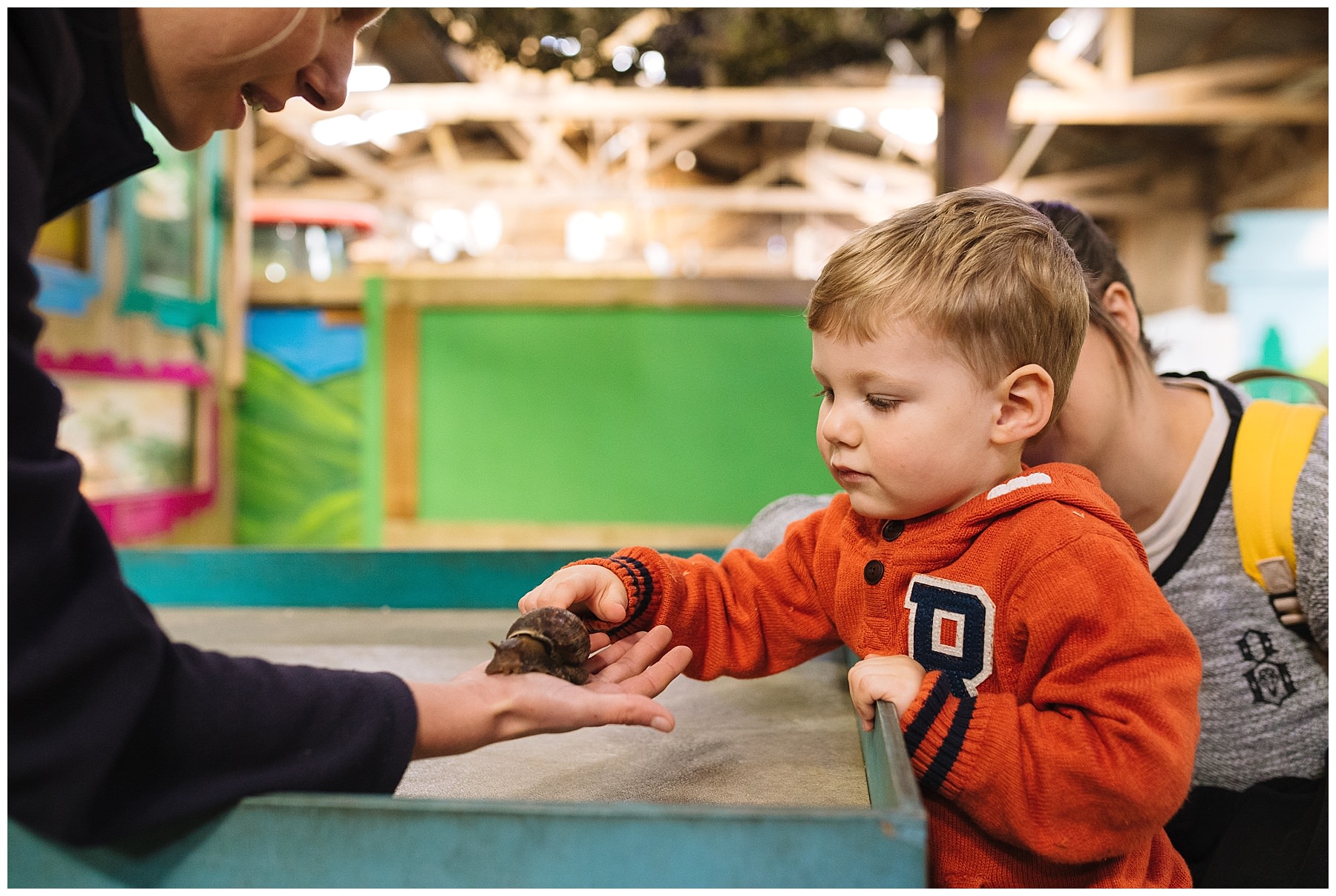 Toddler touches giant land snail at tapnel farm park