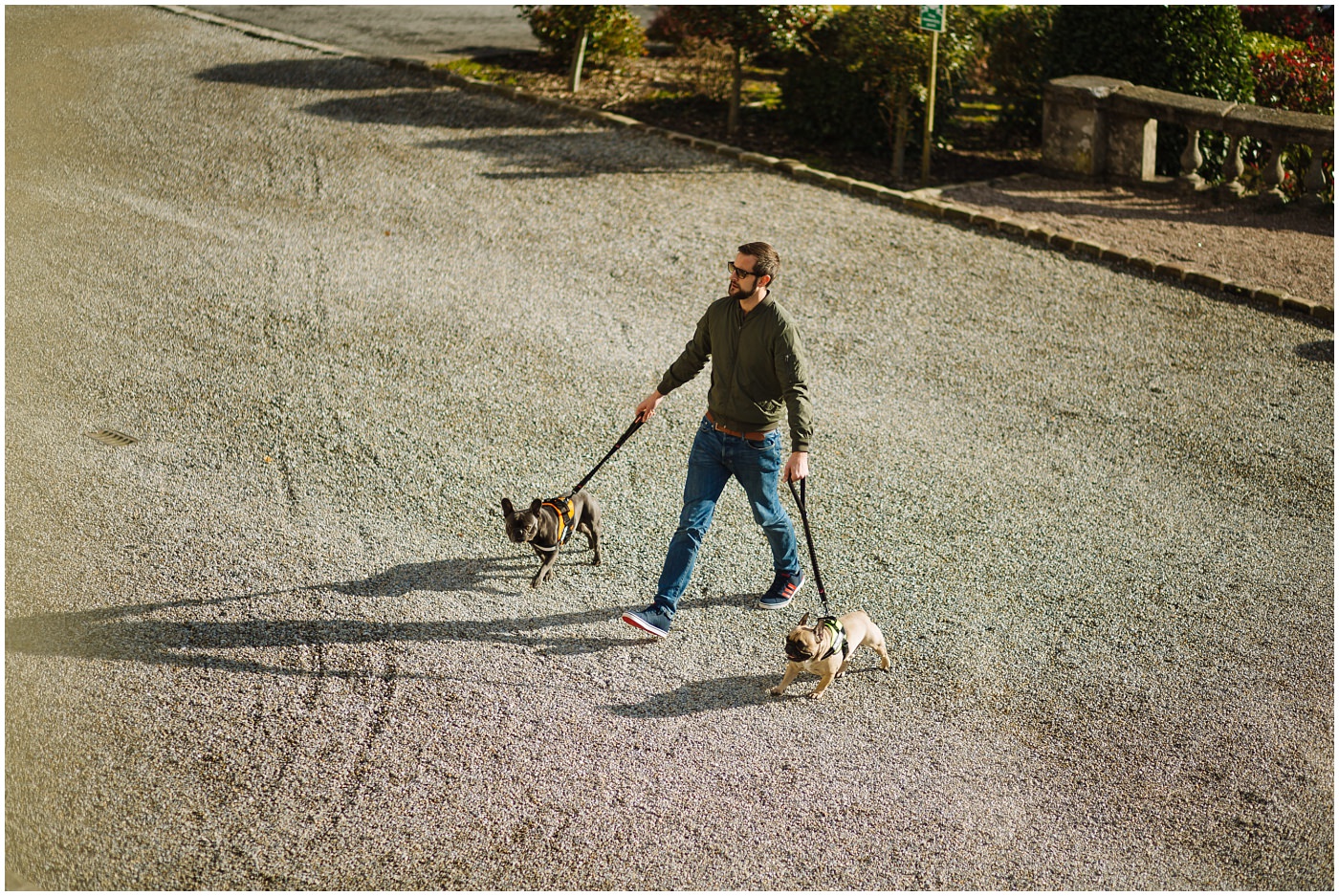 two french bulldogs in the grounds of eaves hall
