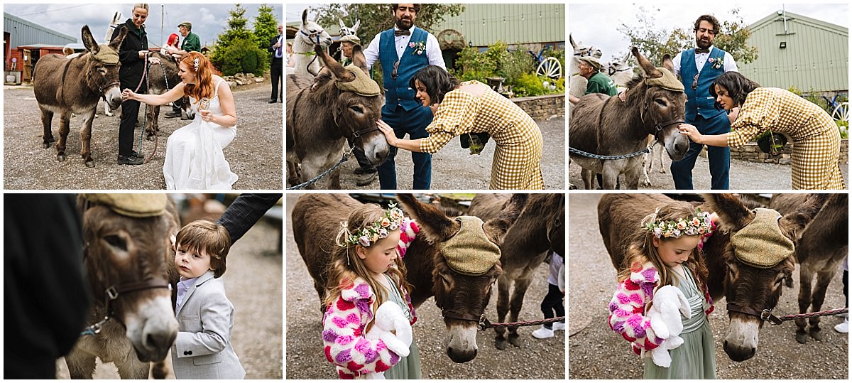 donkeys come to congratulate the married couple at wellbeing farm wedding